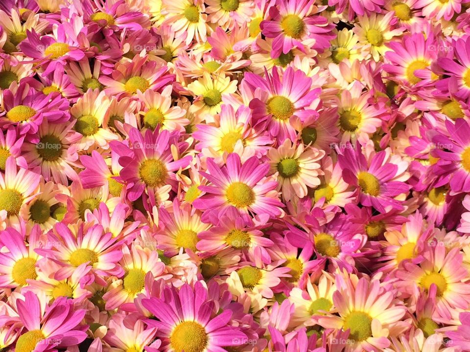 Pink Flowers