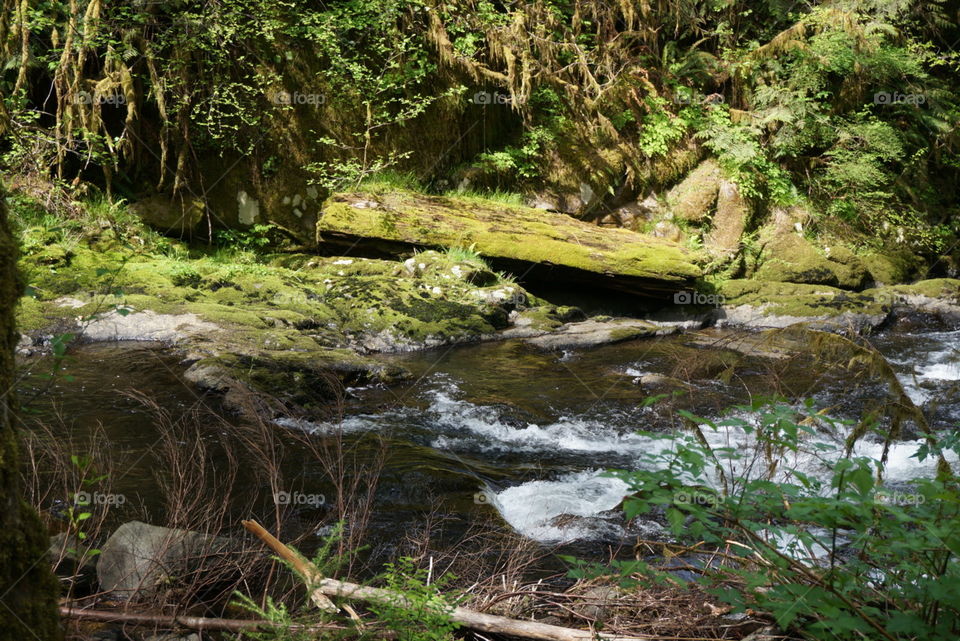 Moss covered log. Creek in Mapleton