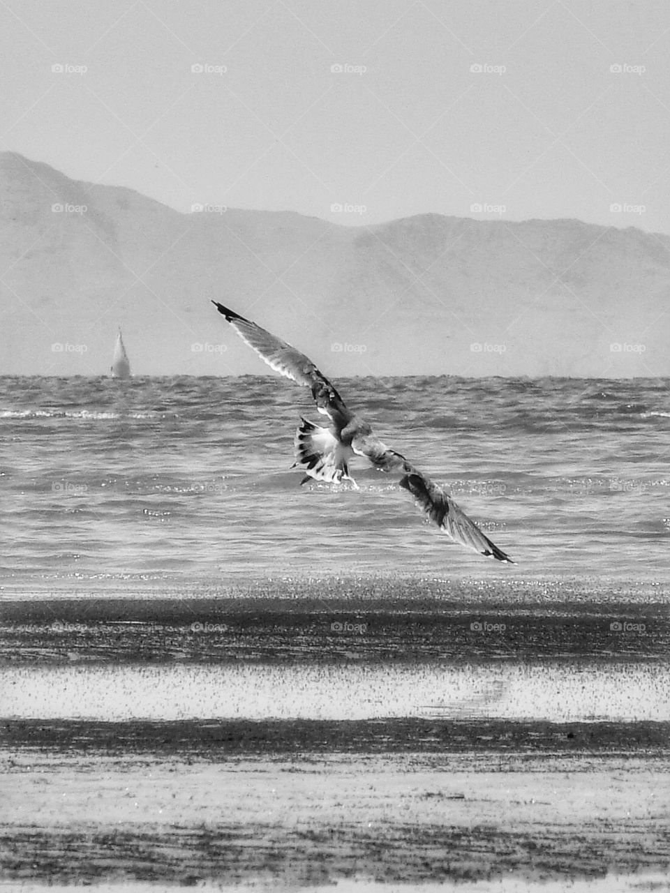 Seagull over Great Salt Lake