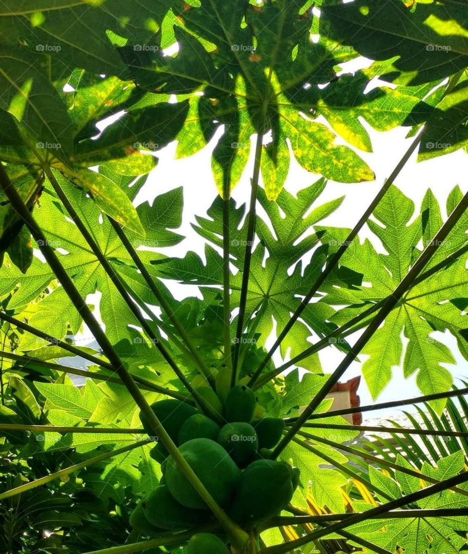 papaya tree