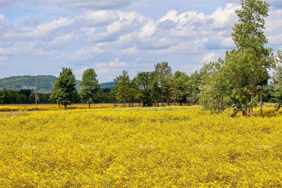 Field of bright yellow wildflowers. 