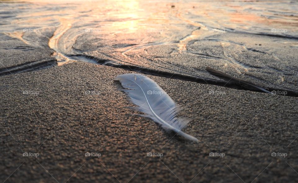 Feather at beach