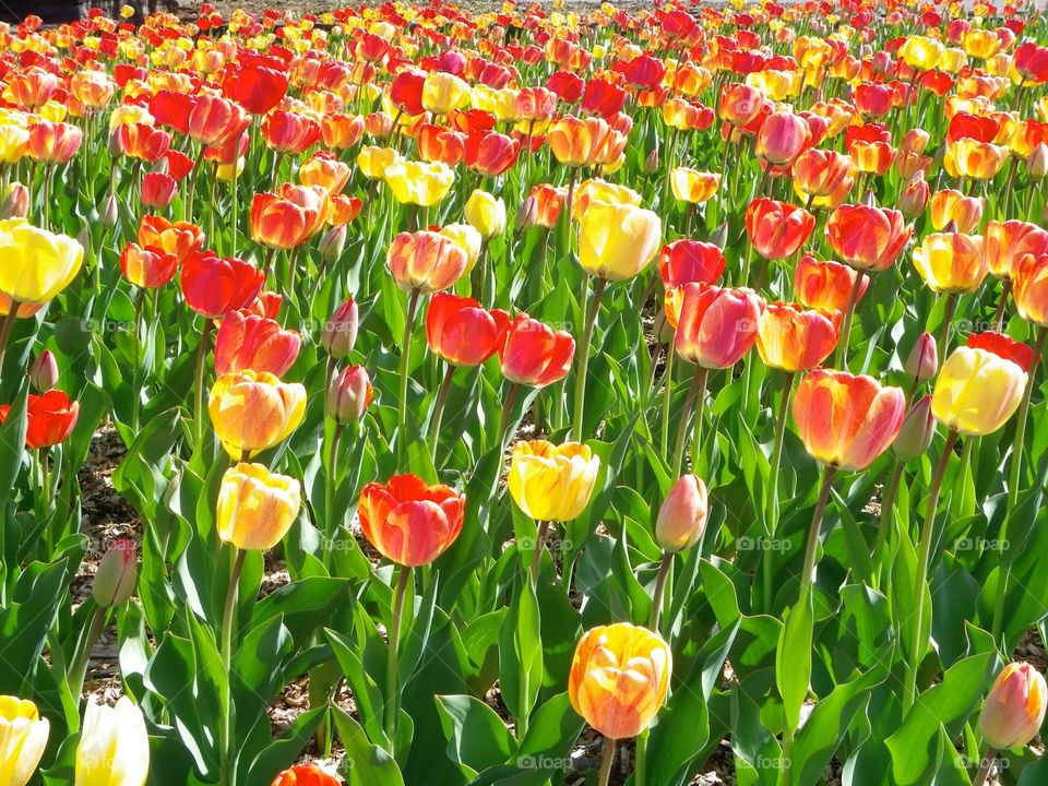 Field of red and yellow. Red and yellow tulips in full bloom