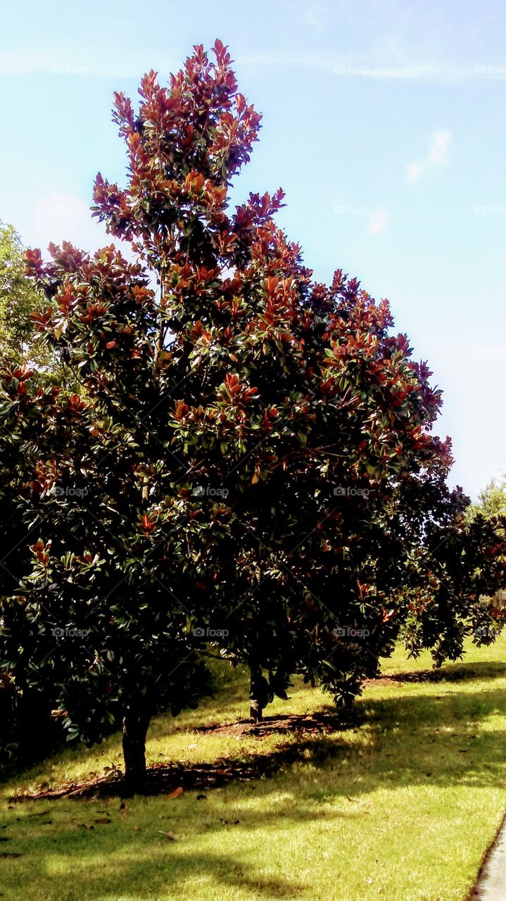 Magnolia trees.