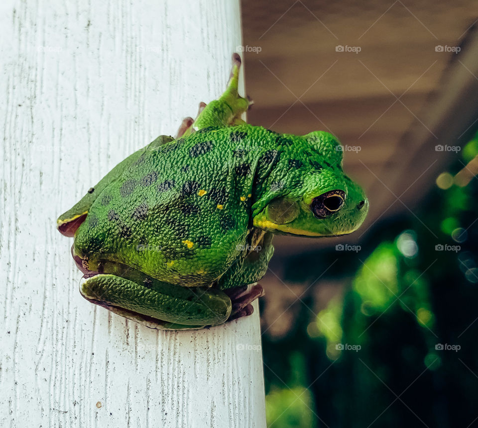 A tree frog cooling off under the overhang of a house.
