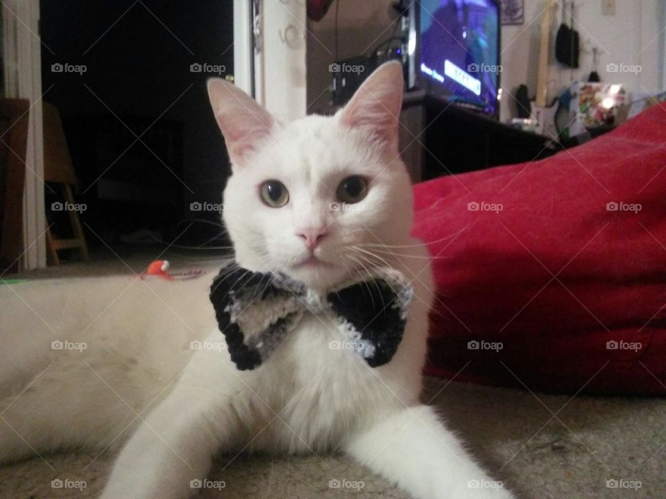Korin, looking fancy in his black and white bowtie