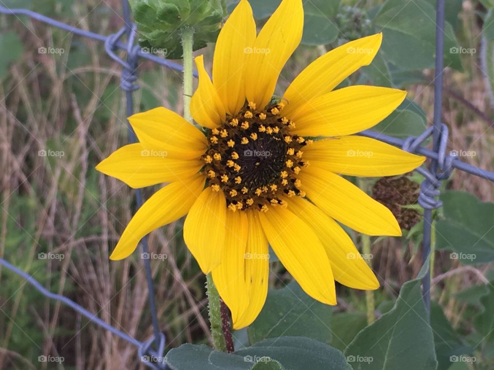 Beautiful budding sunflower around a fence