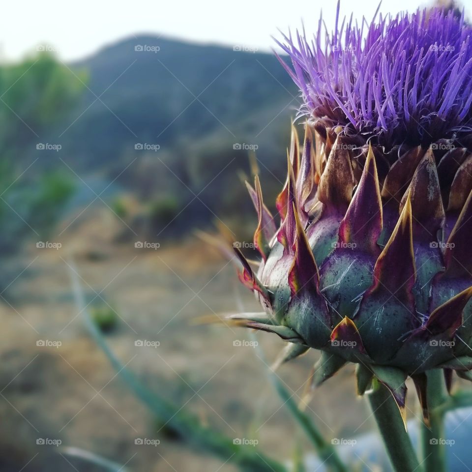 prickly thorn cactus