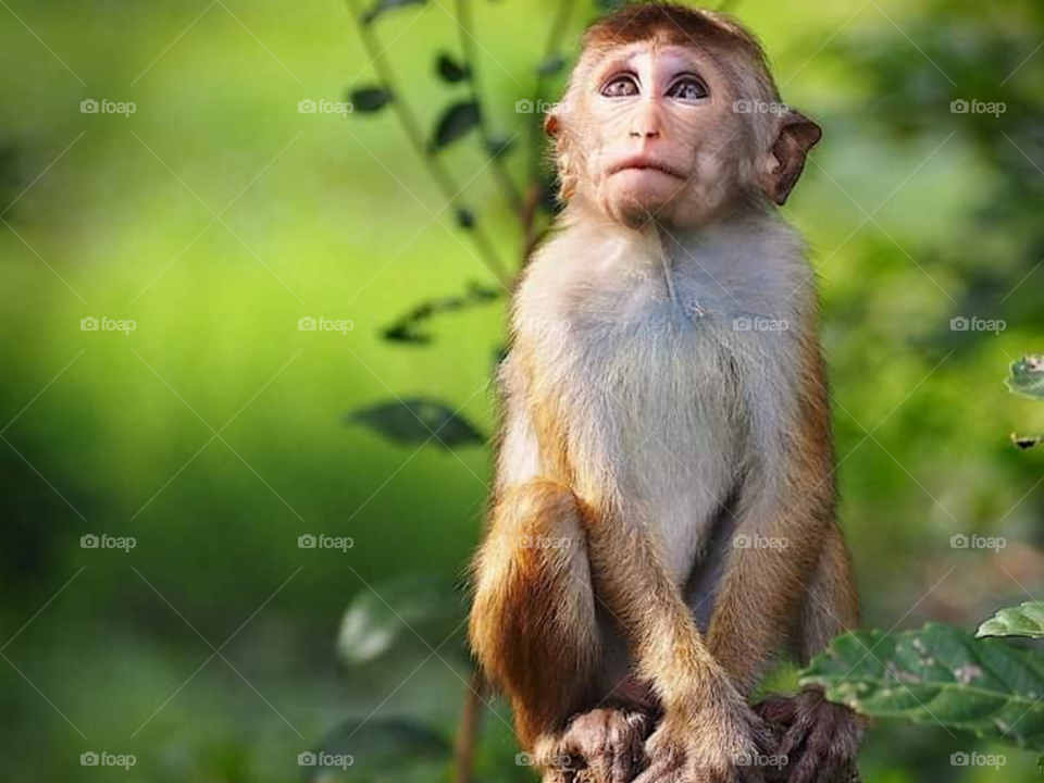 Srilankan monkey