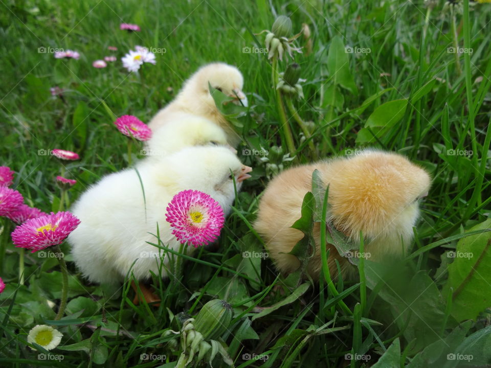 Close-up of chicks in grass