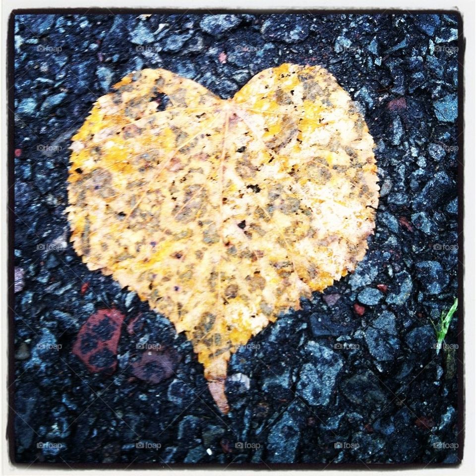 Heart leaf