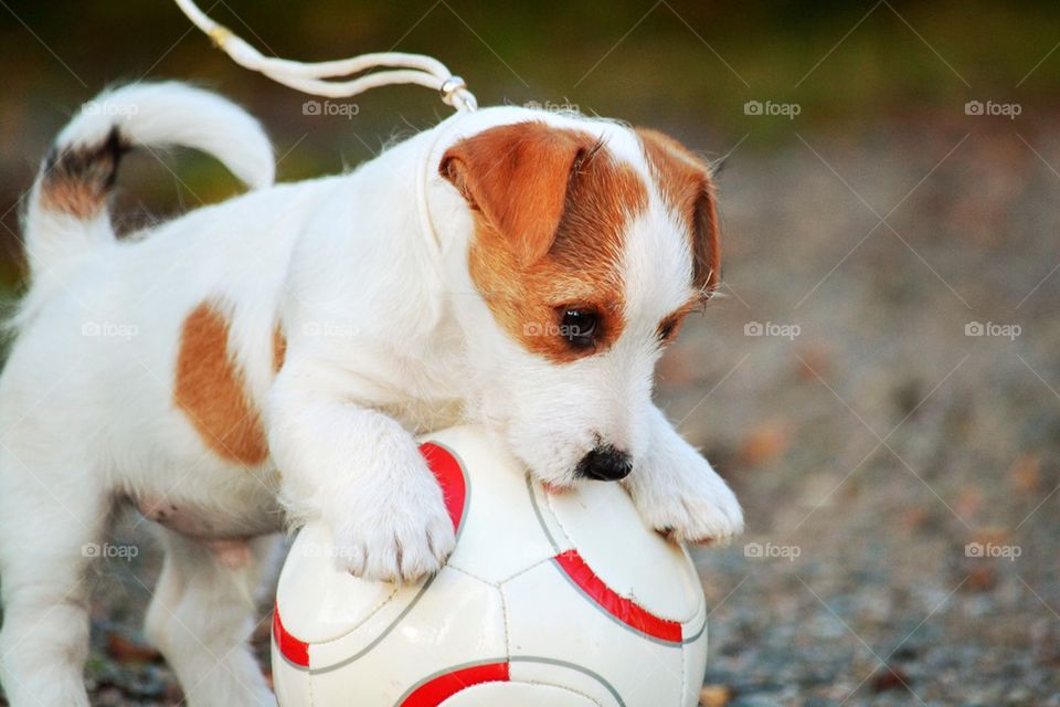 Puppy plays football