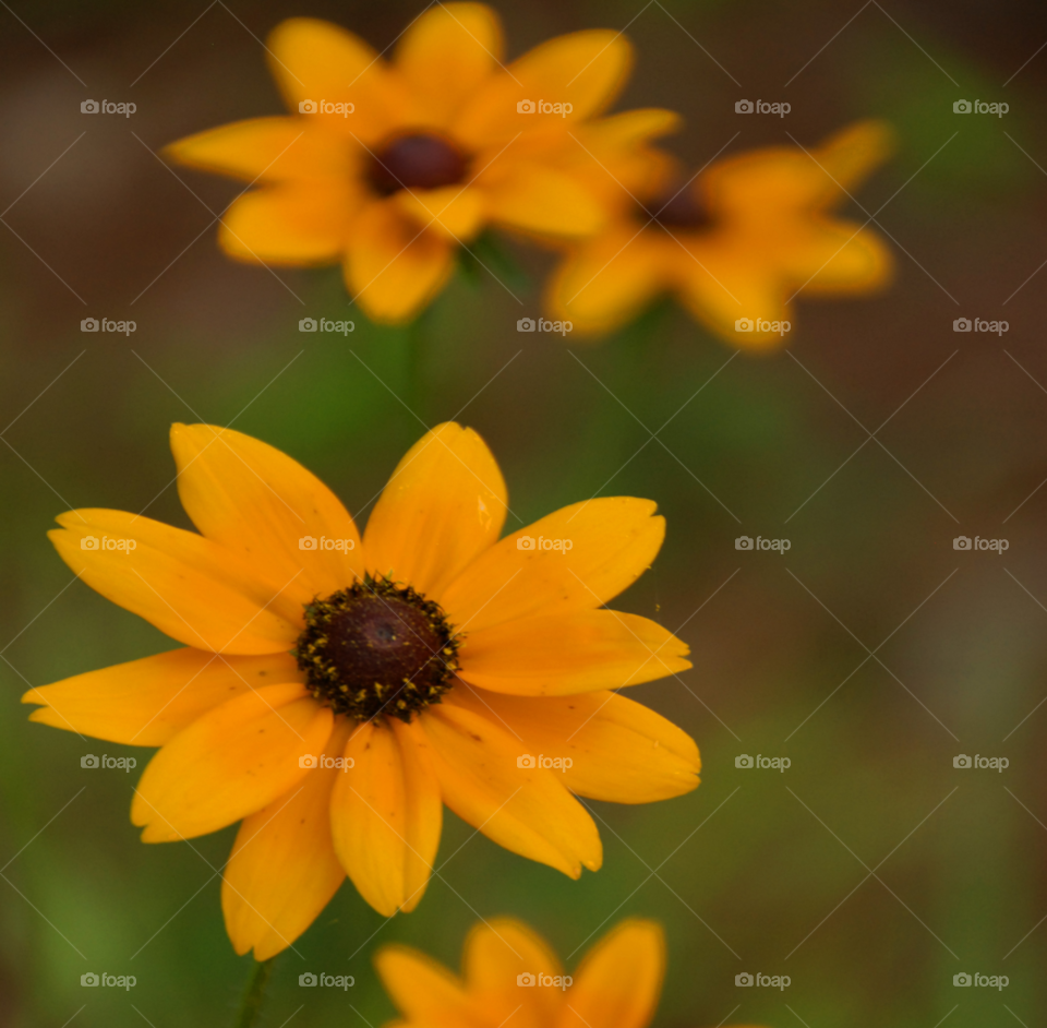 flowers yellow wildflowers by lightanddrawing