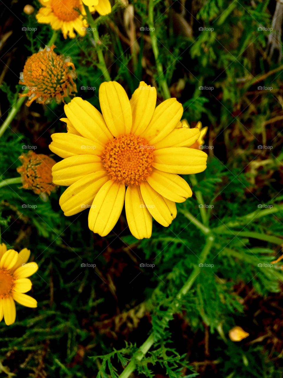 Flower in Alguer, Sardinia🌼