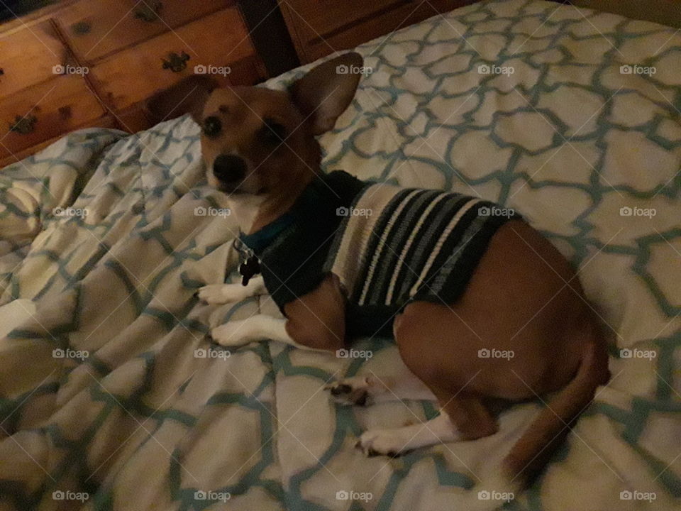 sweater pup 2