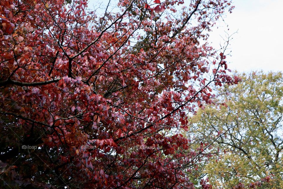 Red and yellow leaves trees 