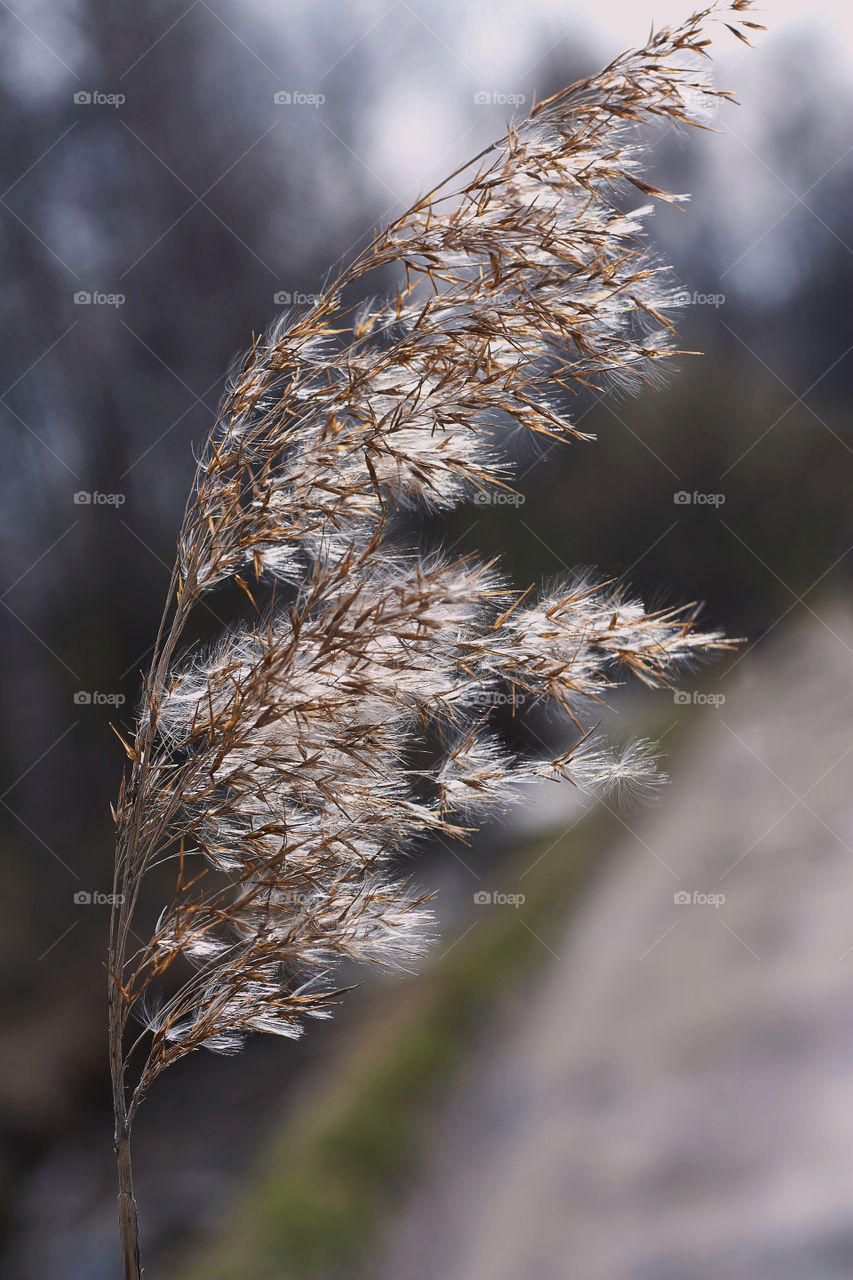 spring reeds