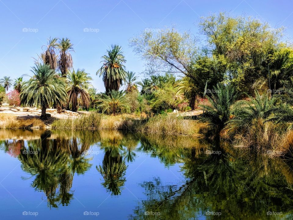 Artificial oasis in the middle of the Arava desert