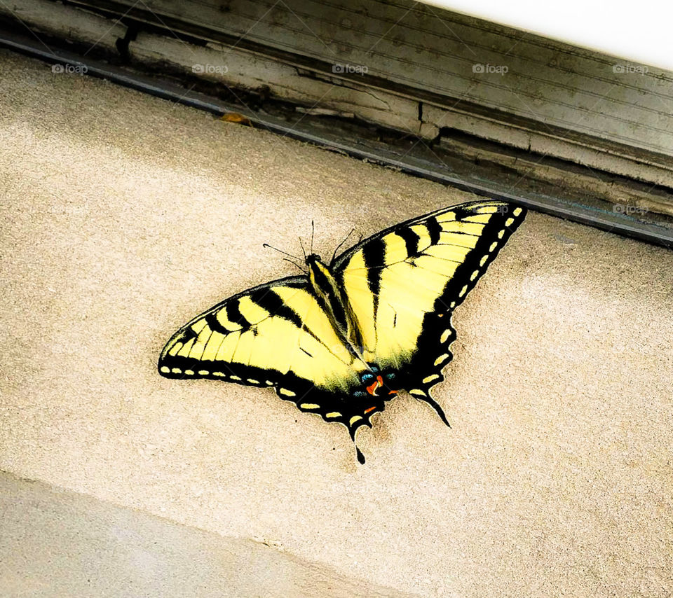 Beauty of a Butterfly