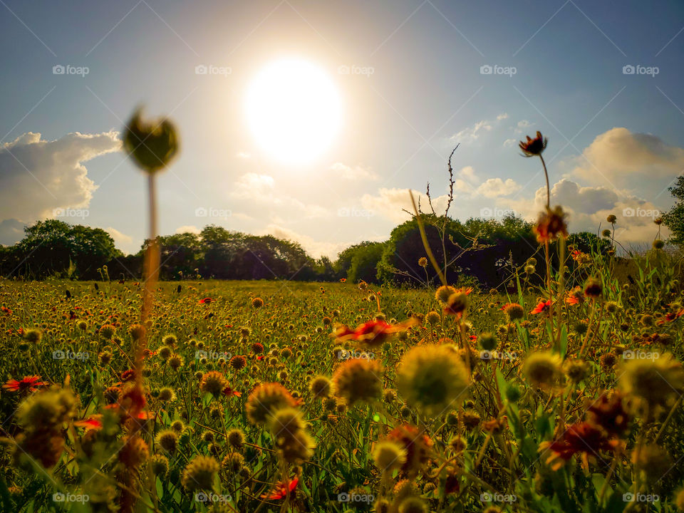 The rising morning sun casting a golden glow over a field of colorful indian blanket wild flowers.