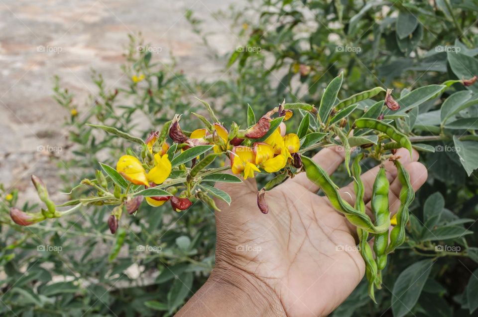 Pigeon Peas Plant With Pods And Blossoms