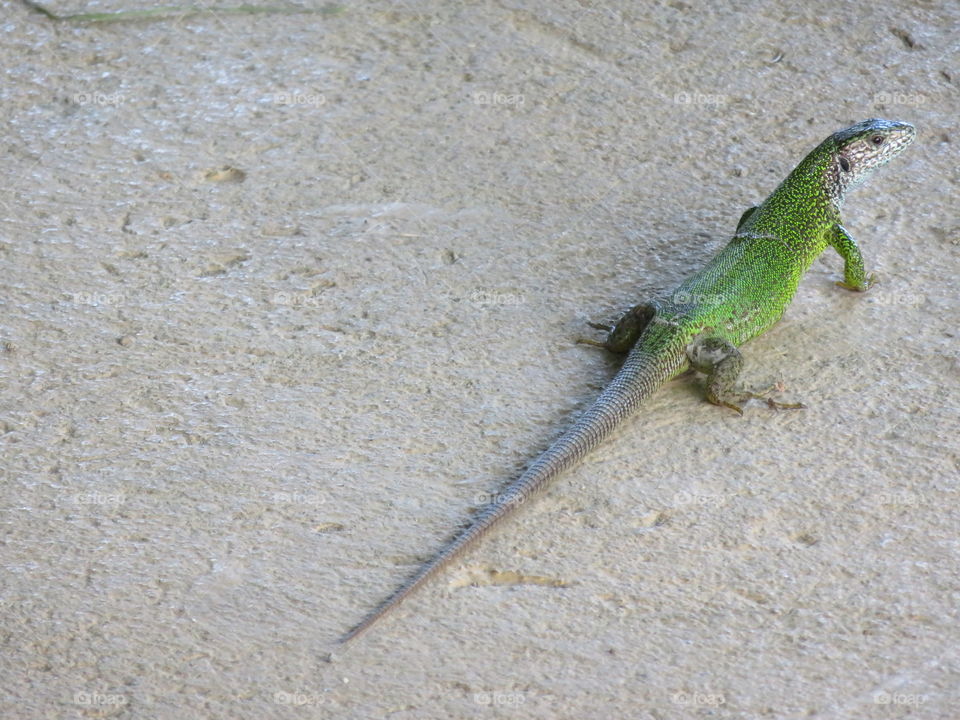 Green lizard close range