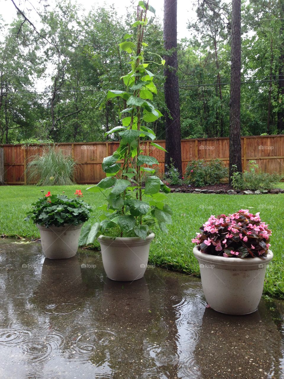 Flooded Houston yard