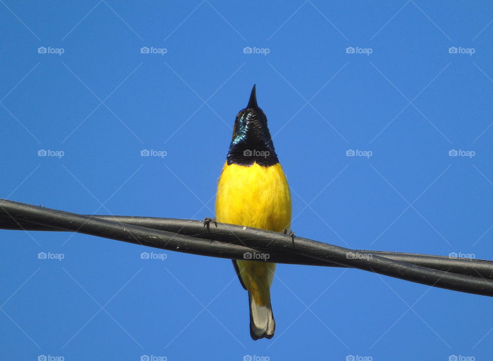 Olive - backed sunbird . This's male character of the species of honey bird , olive backed sunbird . As well as to the photograph , the body's character above for yellow to the great of breast down until vent , and tail . Methalic body up and darken.