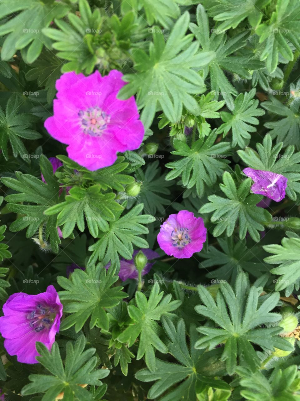 Plant with purple flowers in green leaves.