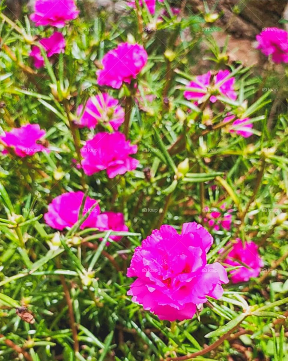 pink garden flowers