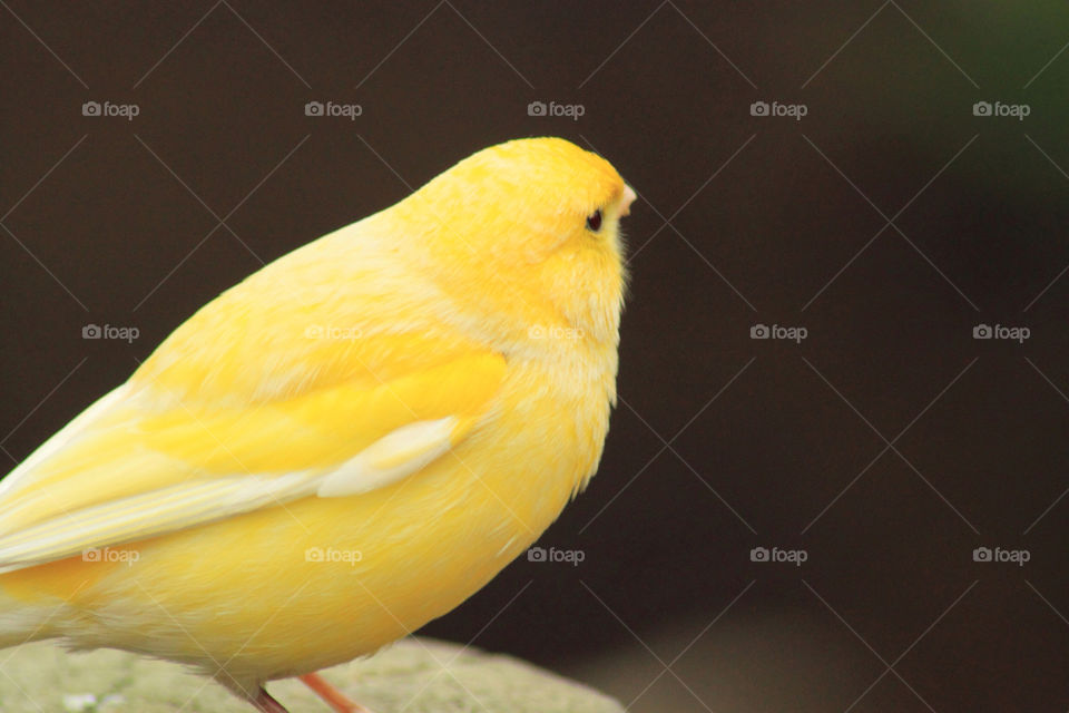 yellow bird wildlife beautiful by emma.fulford