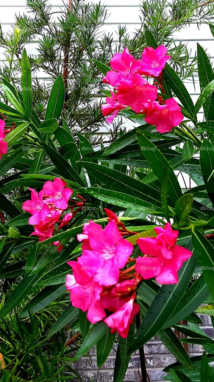 Oleander  pretty pink poison