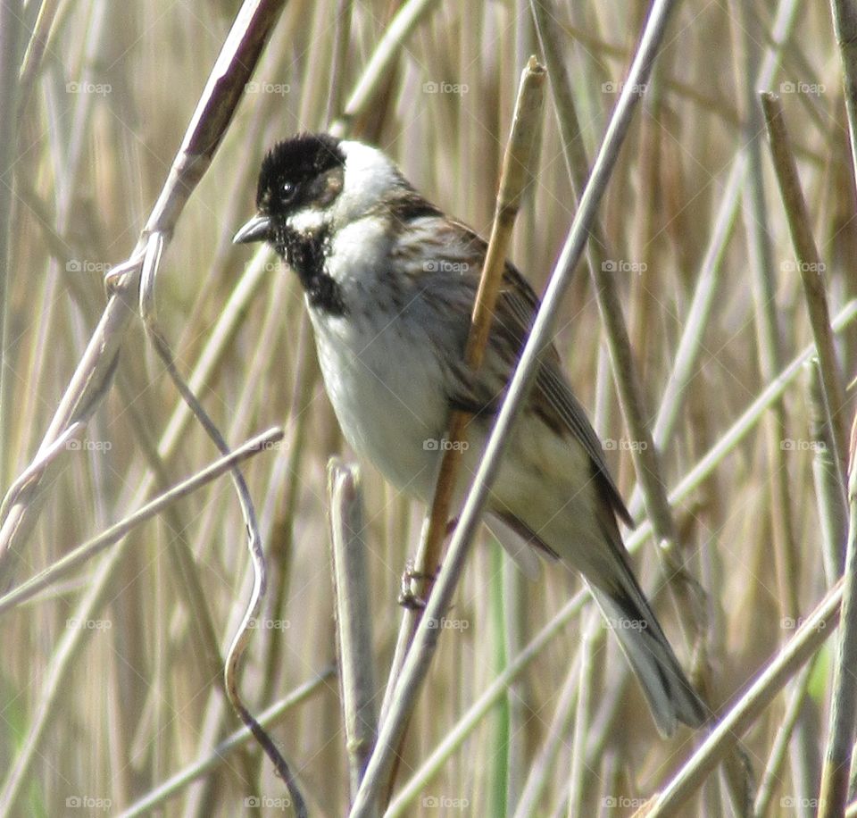 Reed bunting