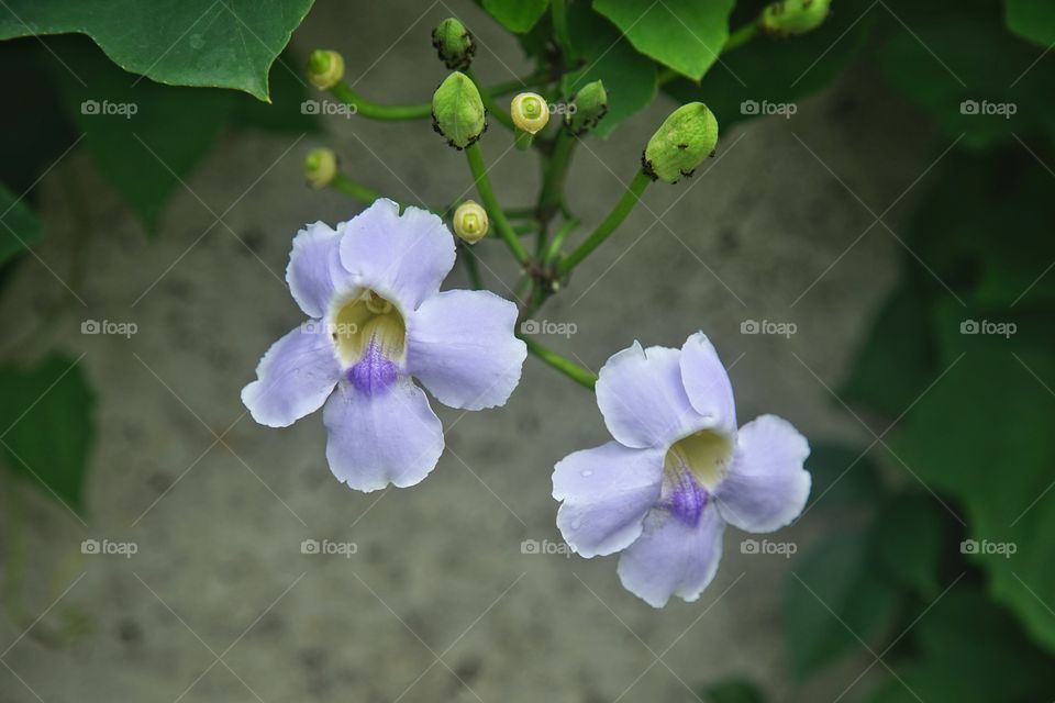 flowers on the edge of the road