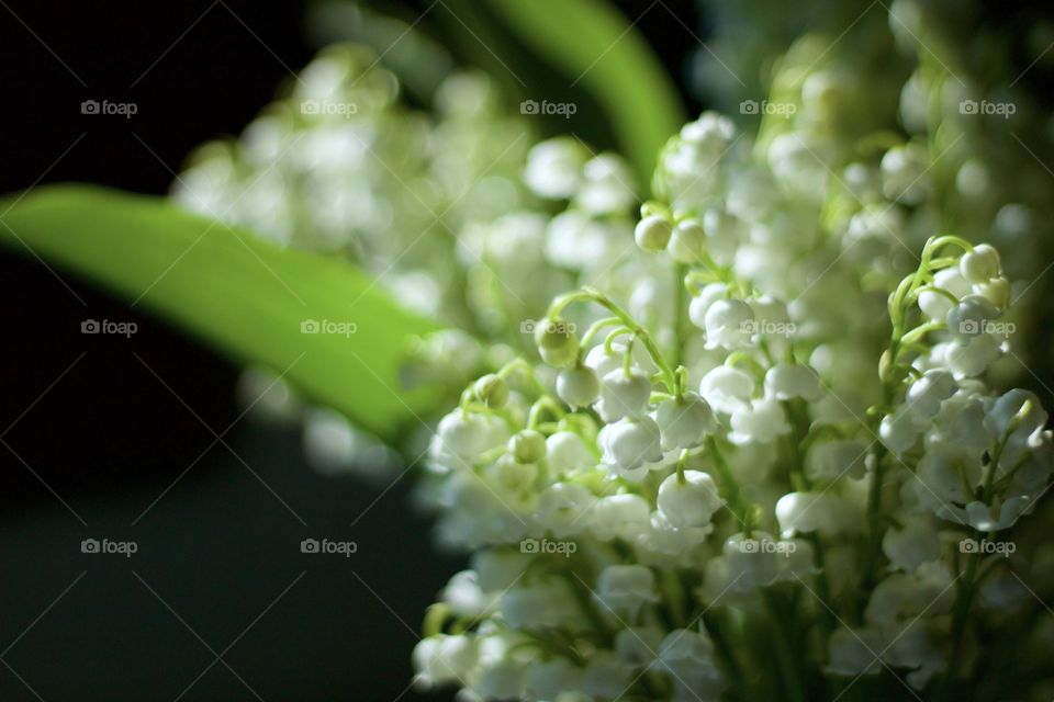 Isolated closeup of lily of the valley blossoms in sunlight