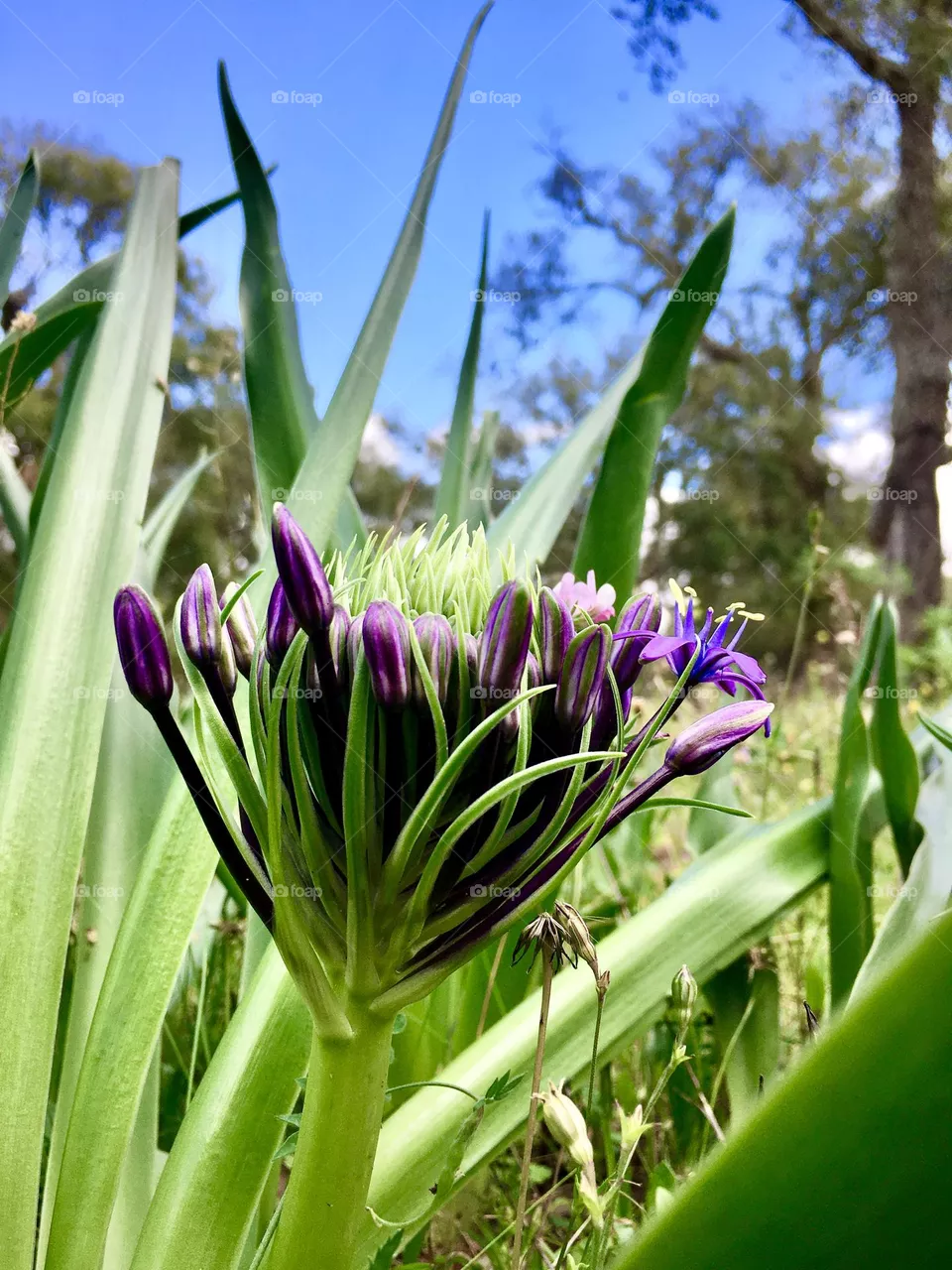 Purple flower 