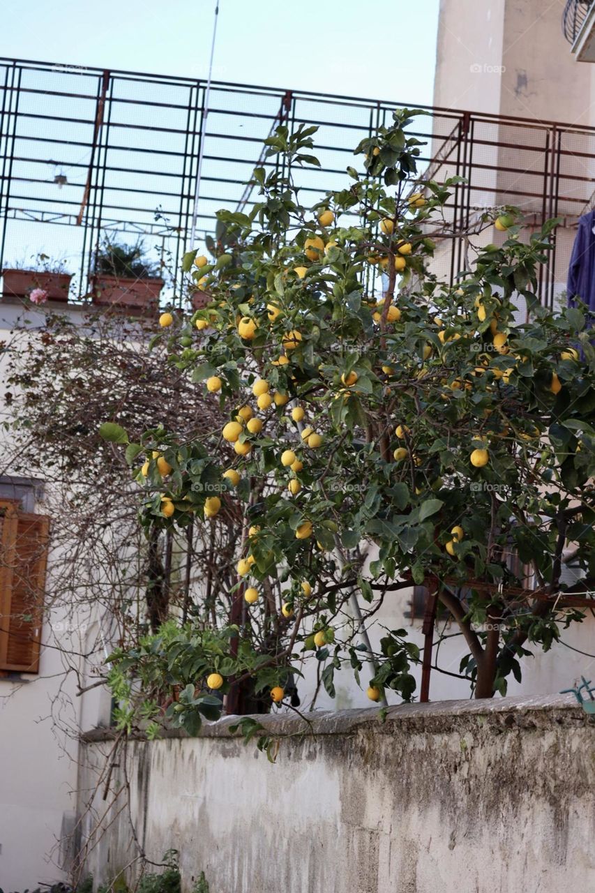 Lemon tree at Napoli alley 