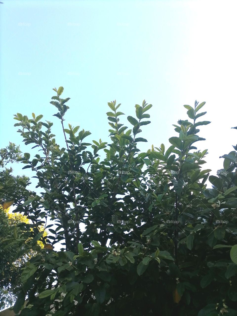 Upload your photo of the week: fruit tree