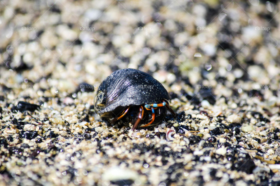 Hermit. Met this colorful guy in Kailua-Kona, Hawaii