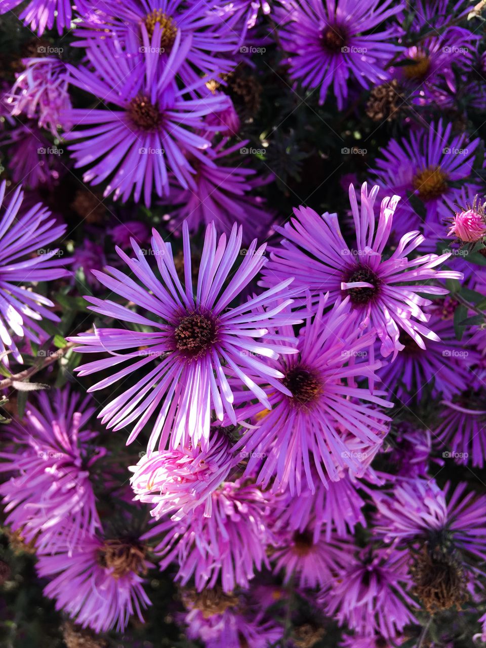 Nice purple flowers petals. Summer flowers background. Purple background. 