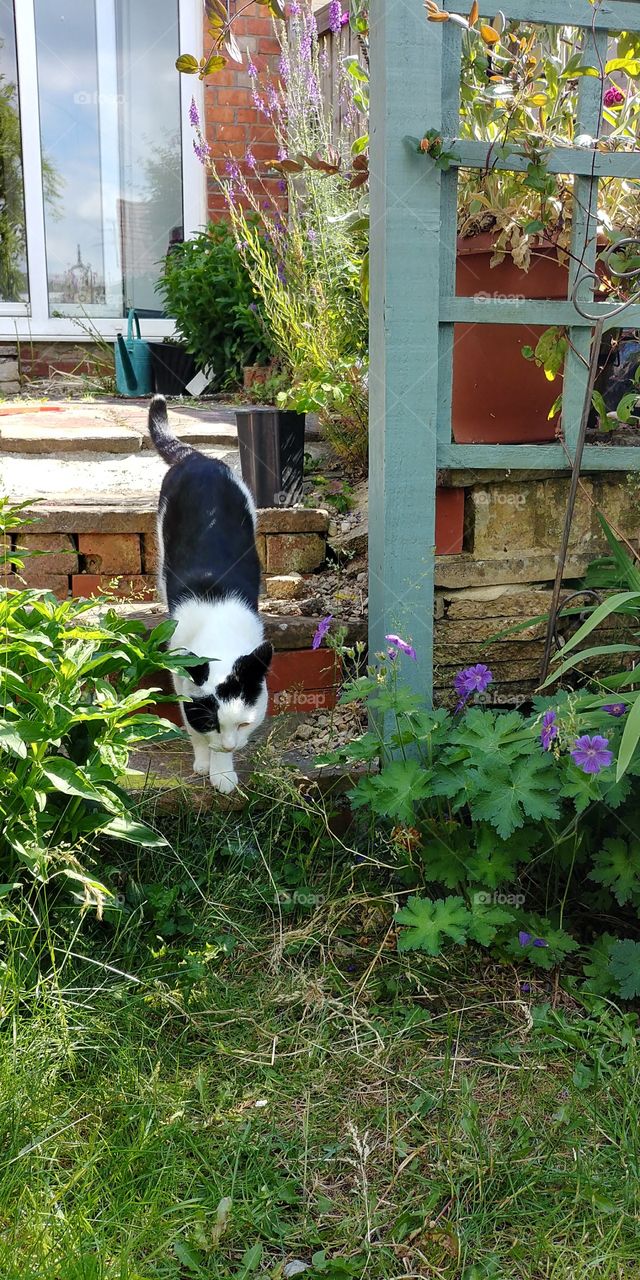 cat walking down garden steps in sunshine
