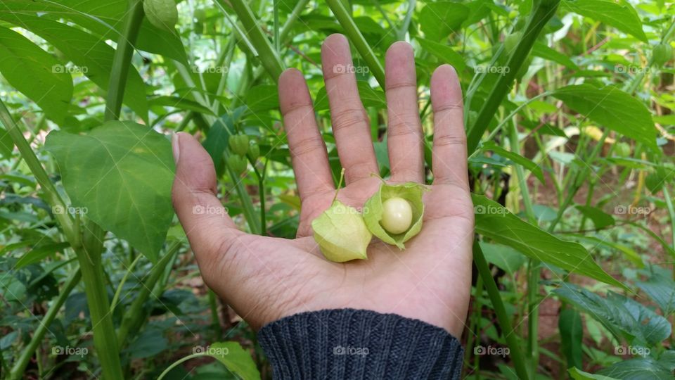 Rich Benefits of Cep need (Physalis angulata)