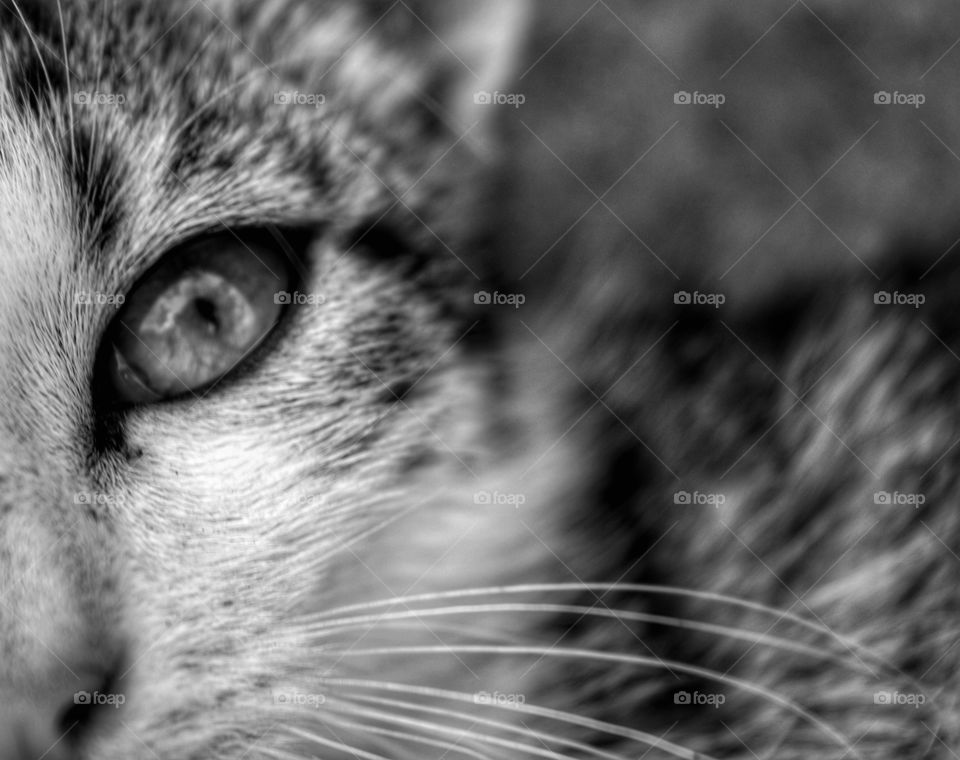 Cat, Animal, Pet, Kitten, Eye