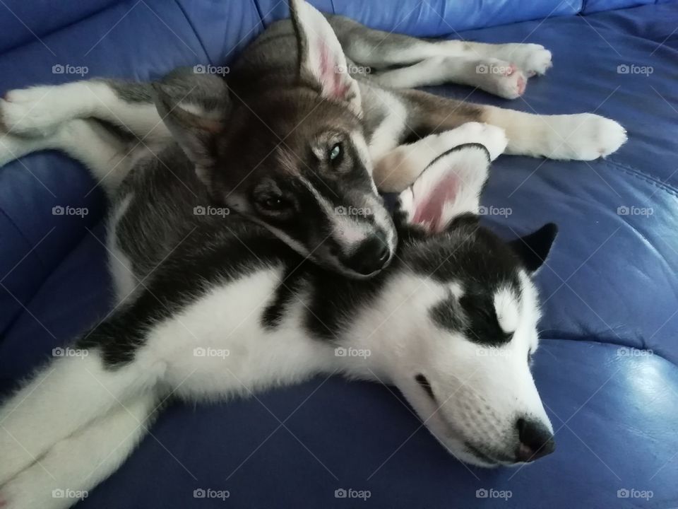 Two Siberian Husky (brothers) puppies snuggling together for warmth at nap time.