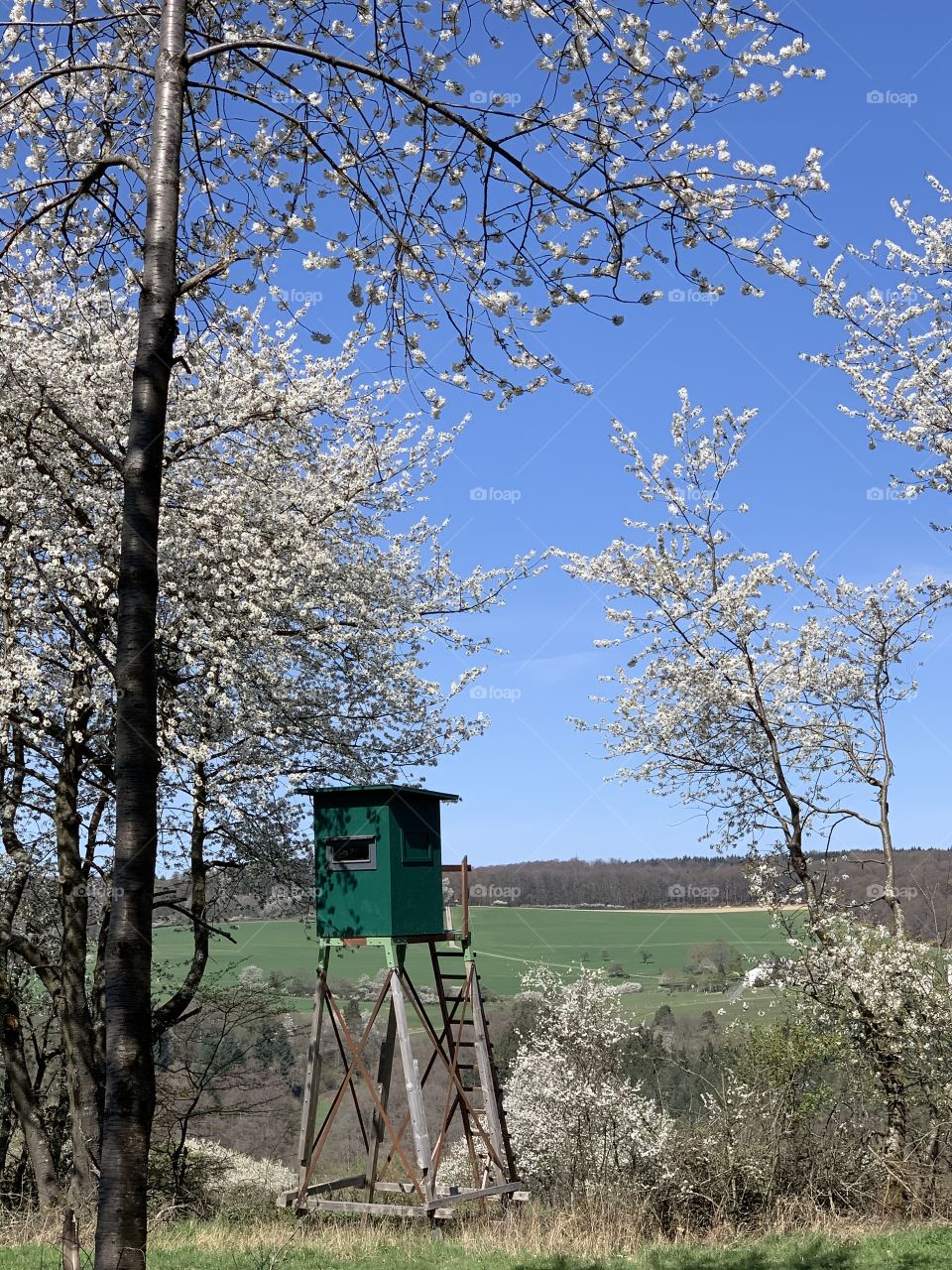 Hunting place in Germany in spring time 