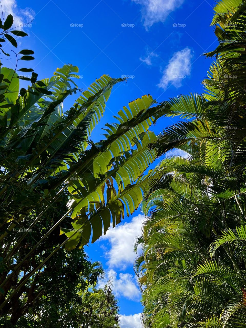 Looking up palm trees walking along a pathway in Kailua Hawaii