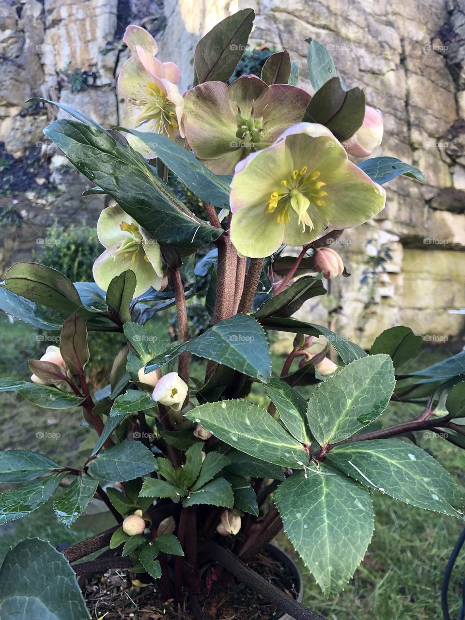Winter flowers in Germany