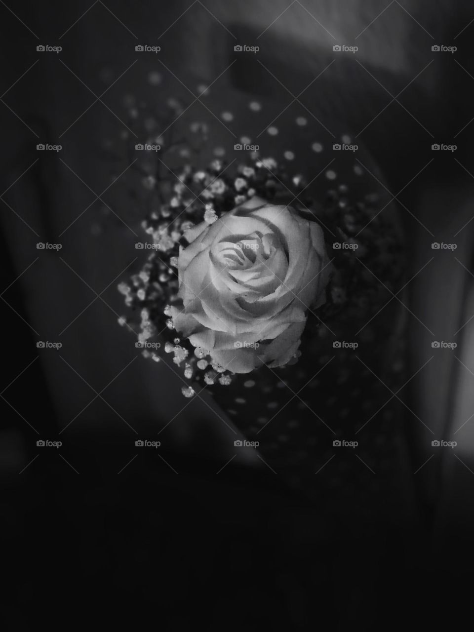 White rose in  the dark