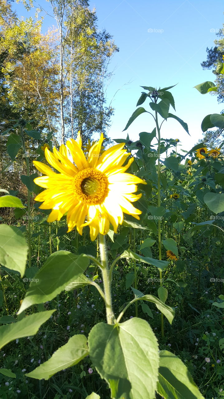 sunflower