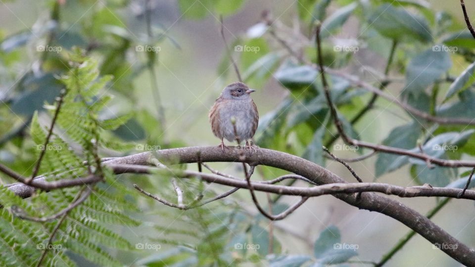 a tiny bird somewhere in a branch;)